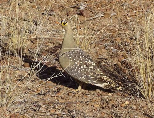 Namibia Vogelbeobachtungssafaris