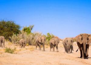 Wüstenelefanten im Damaraland Namibia, C EHRA