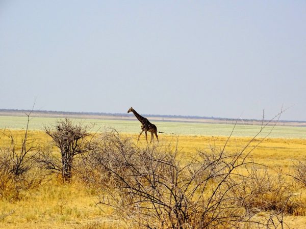 Etosha Nationalpark