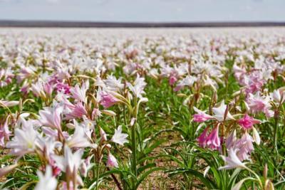 Blühende Lilien