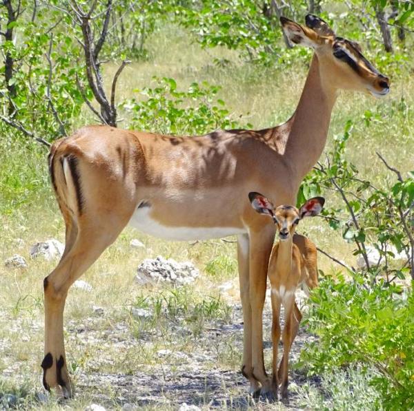 Impala mother and her calf in Etosha National Park