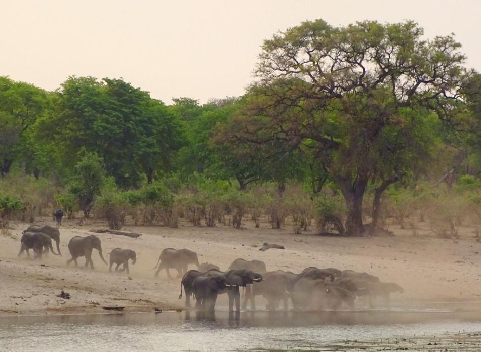 Elefanten im Bwabwata Nationalpark Namibia