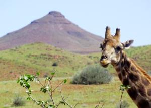 Giraffe in der Palmwagkonzession