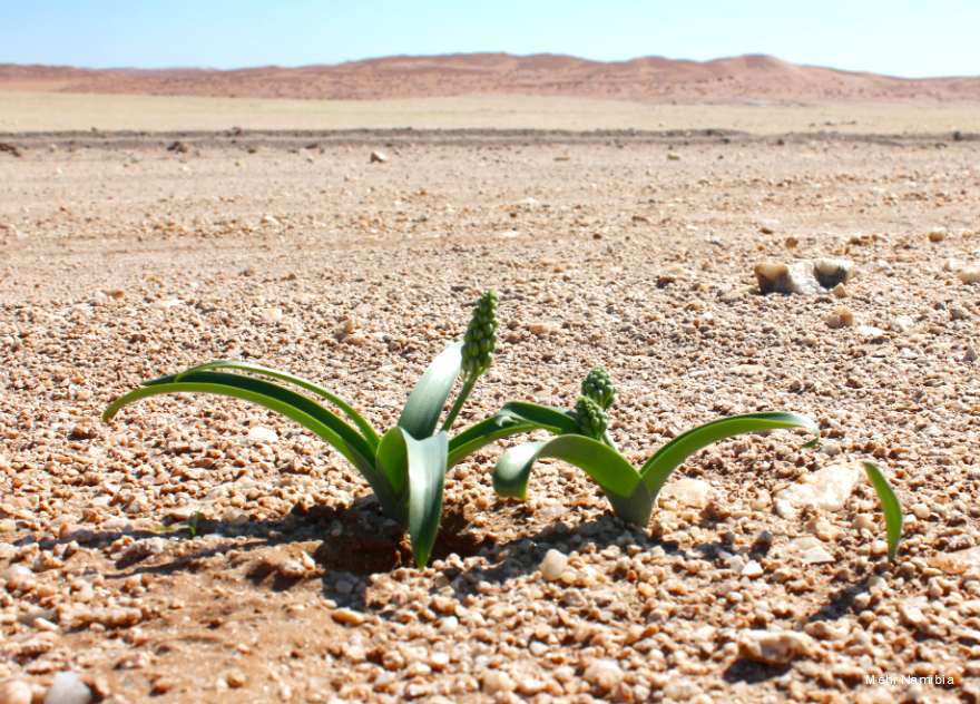 Pflanzen in der Namib Wüste nach dem Regen