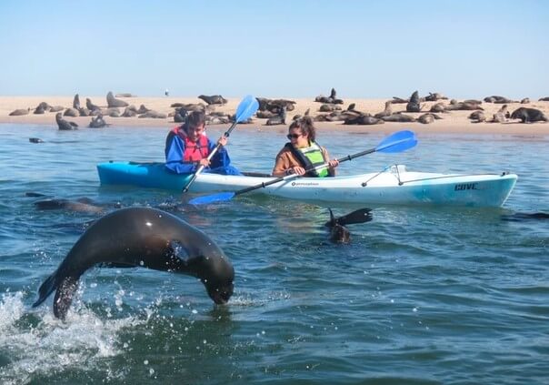 Kayak und Robben vor Pelican Point Namibia