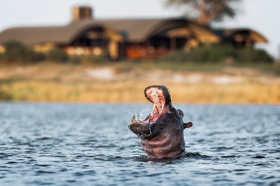 Nilpferd vor einer Lodge in Namibia